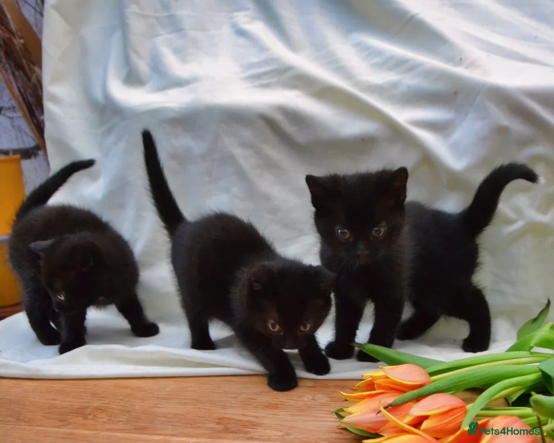 Mixed Breed cats for sale: Gorgeous Maine-Coon/Ragdoll/Bombay Mix Kittens! - Advert 1