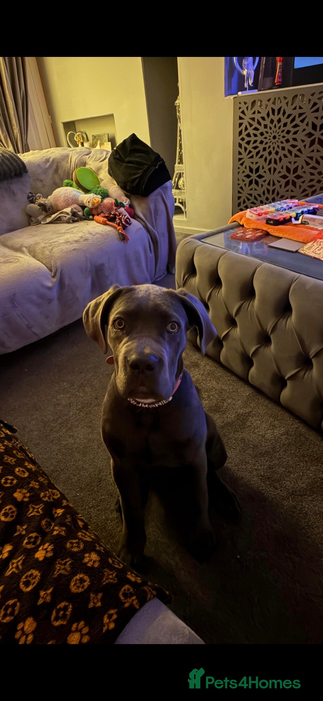 Cane Corso dogs Beautiful Girl looking for a new home - Advert 13