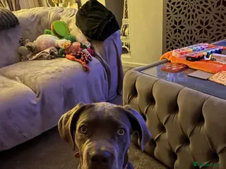 Cane Corso dogs Beautiful Girl looking for a new home - Advert 13