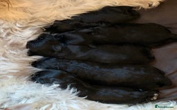 Schnoodle dogs for sale: LAst GIRL REDUCED READY NOW  - Image 7