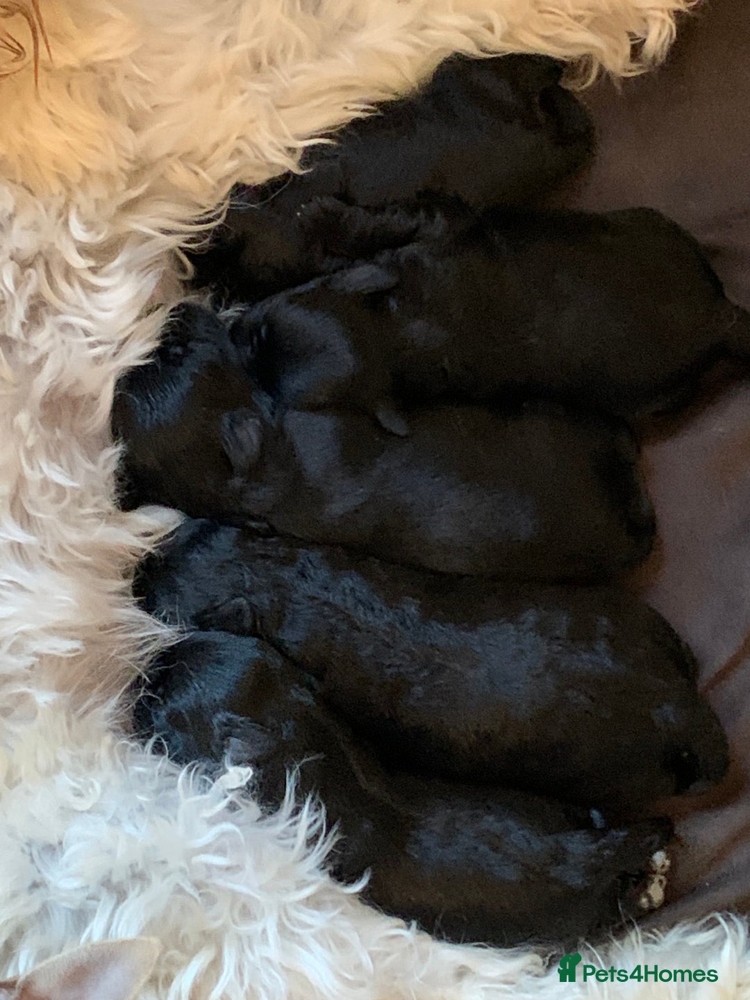 Schnoodle dogs for sale: LAst GIRL REDUCED READY NOW  - Image 7