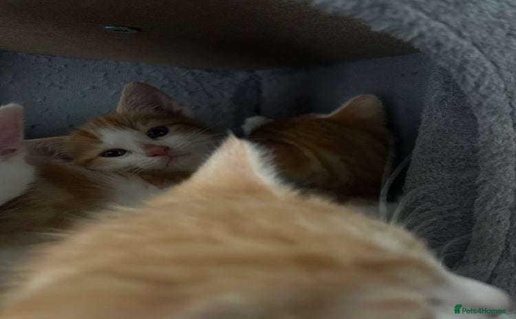 Turkish Angora cats - Advert 1