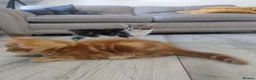 Mixed Breed cats for sale: 4 adorable kittens  - Advert 9