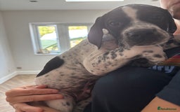 Pointer dogs for sale: ⭐️ LAST 3 PUPS REMAINING!⭐️ - Image 7