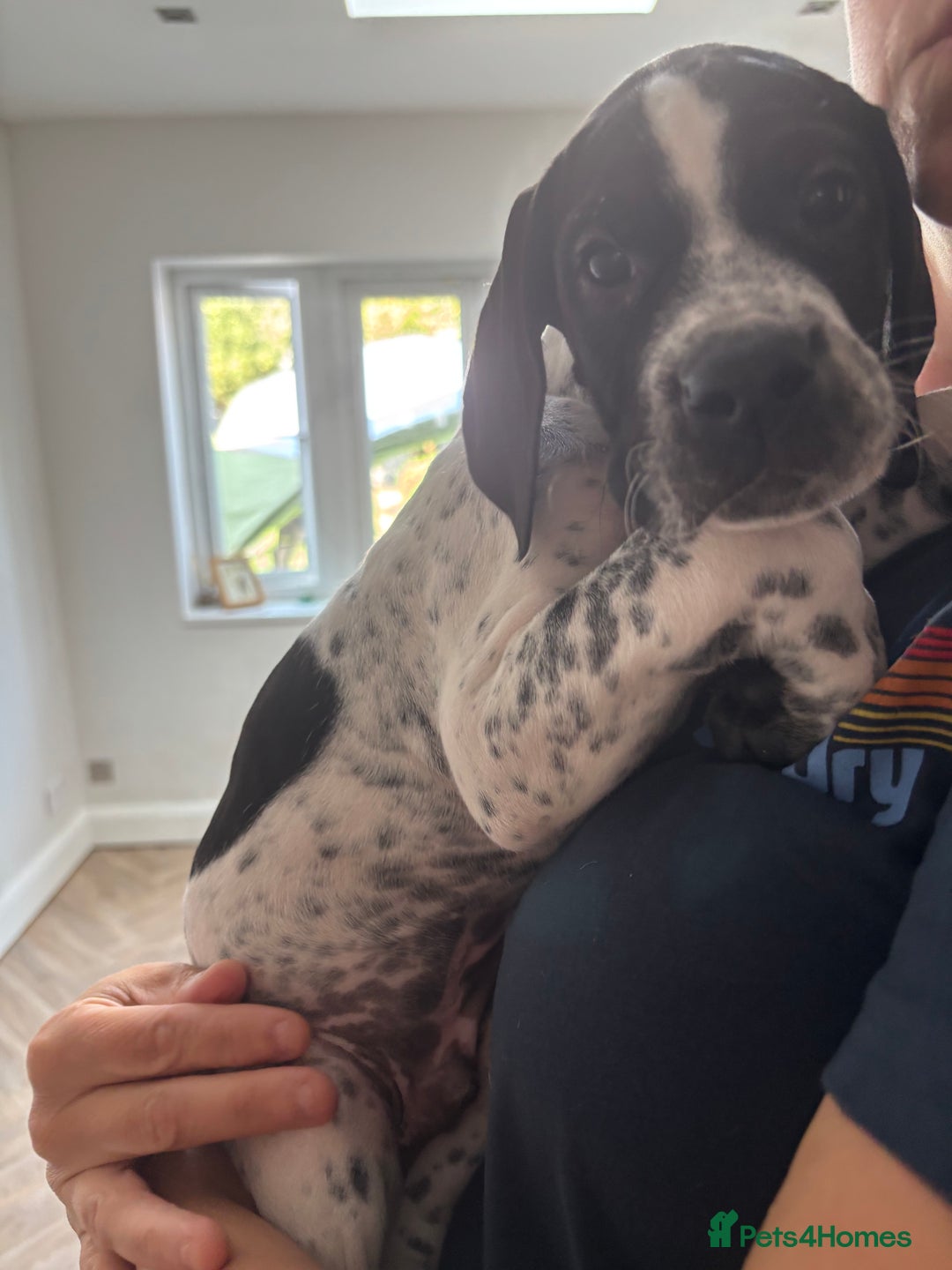 Pointer dogs for sale: ⭐️ LAST 3 PUPS REMAINING!⭐️ - Image 7