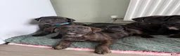 Staffordshire Bull Terrier dogs for sale: SOLD.  - Advert 12