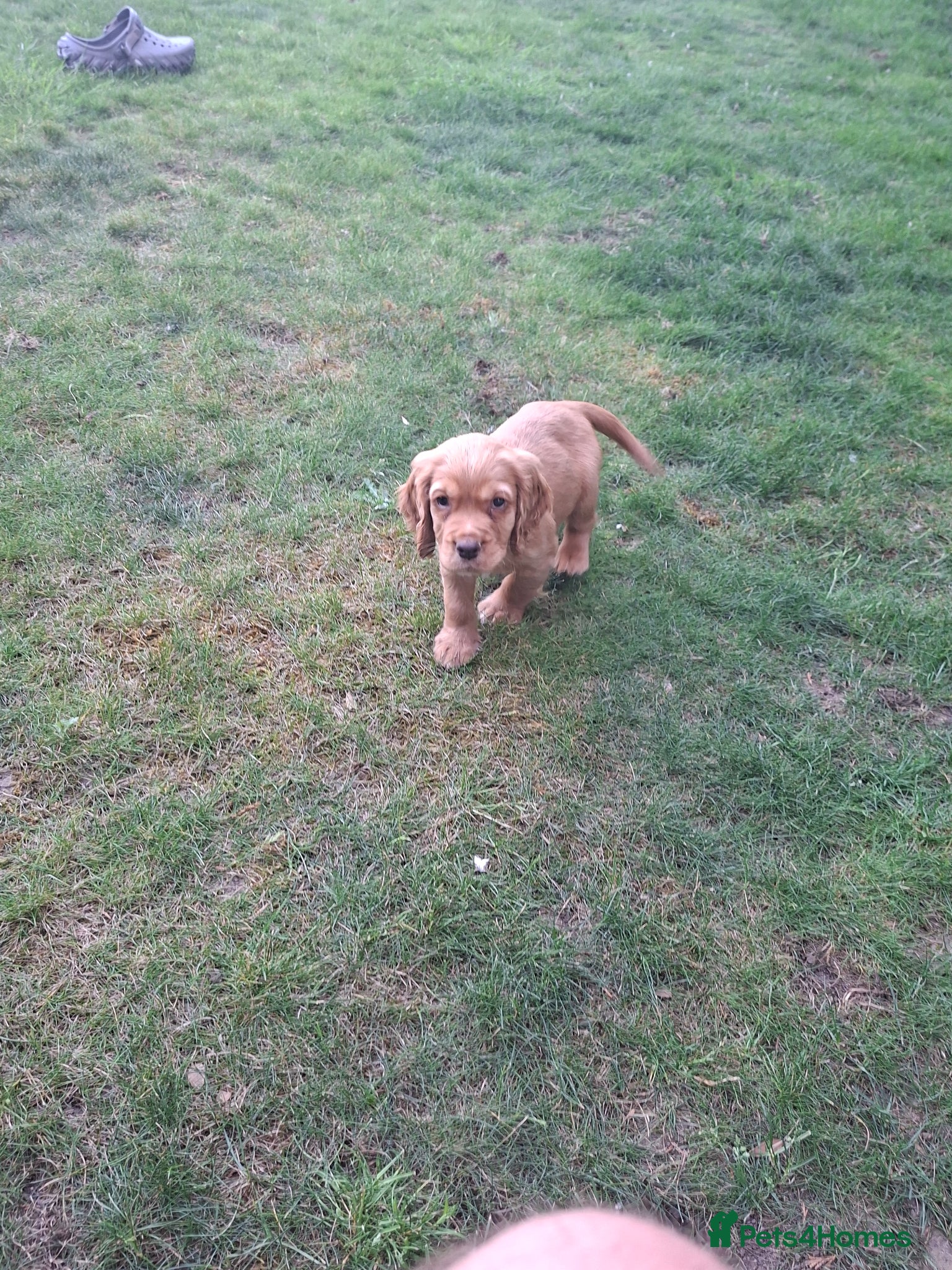 Cocker Spaniel dogs KC Reg hereditary clear working Cocker spaniels - Advert 2