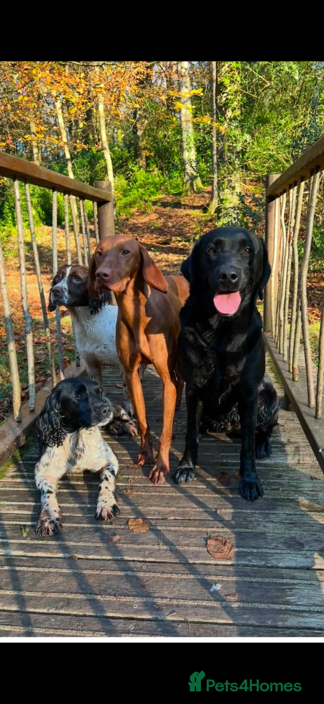 Hungarian Vizsla dogs for sale: Cracking litter of Hungarian vizsla puppies - Advert 5
