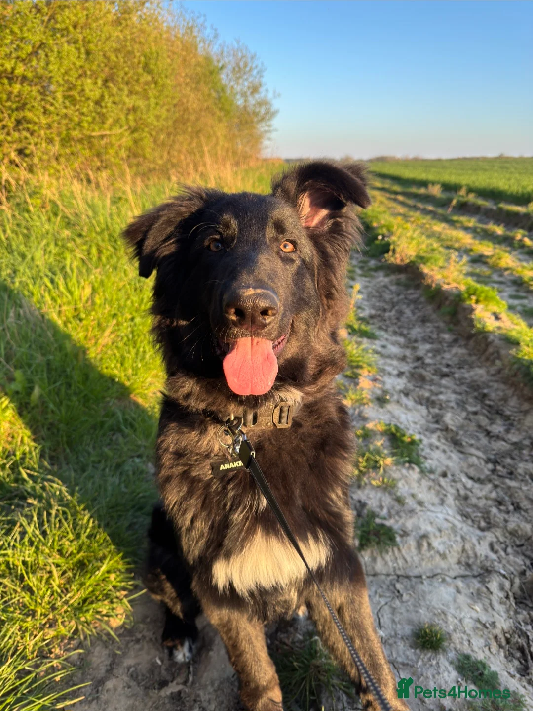 German Shepherd dogs for sale: Beautiful German shepherd needs home - Advert 4