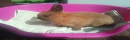 Netherland Dwarf rabbits for sale: Pretty Female and Male Netherland Dwarf Babies - Advert 12