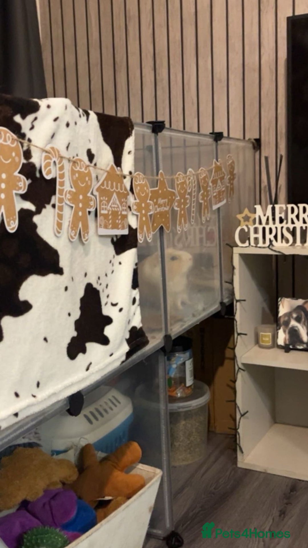 Guinea Pig rodents for sale: Male Guinea pig  - Advert 3