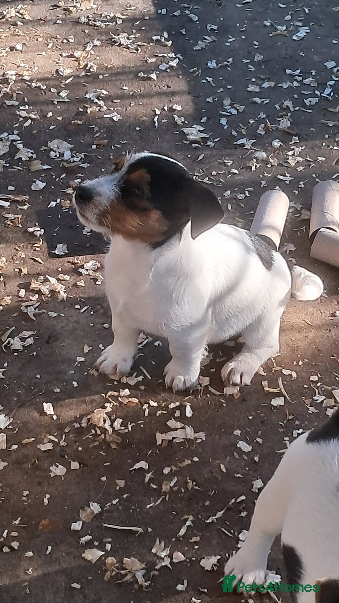 Jack Russell dogs for sale: KC Jack Russell pups, DNA Clear- LOA, SCA, PLL - Advert 14