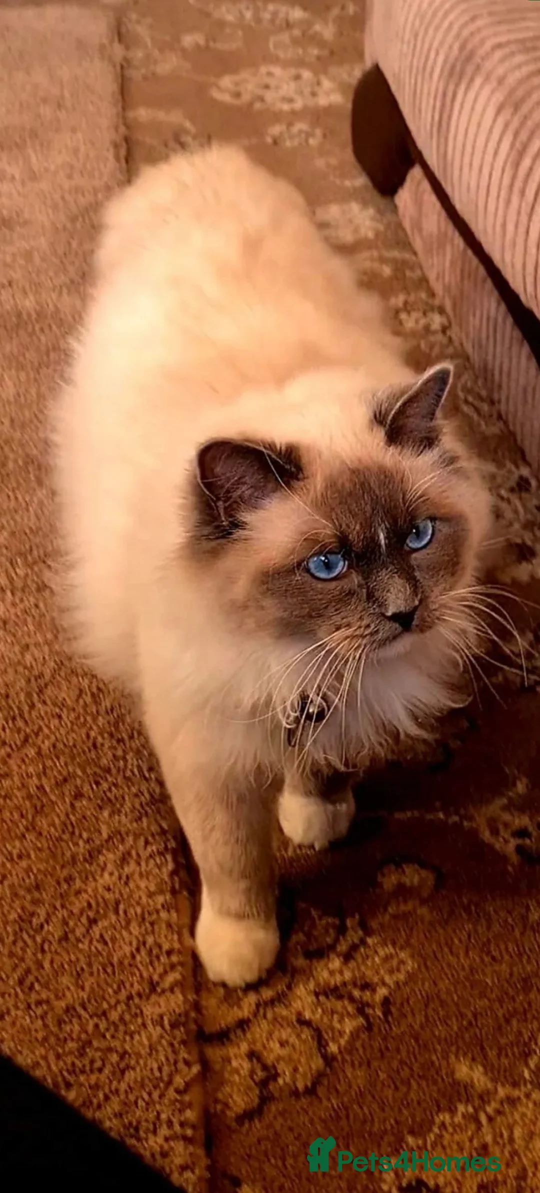 Ragdoll cats for sale: Mink Ragdolls  - Advert 4