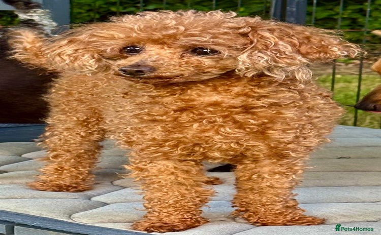 Miniature Poodle dogs - Advert 1
