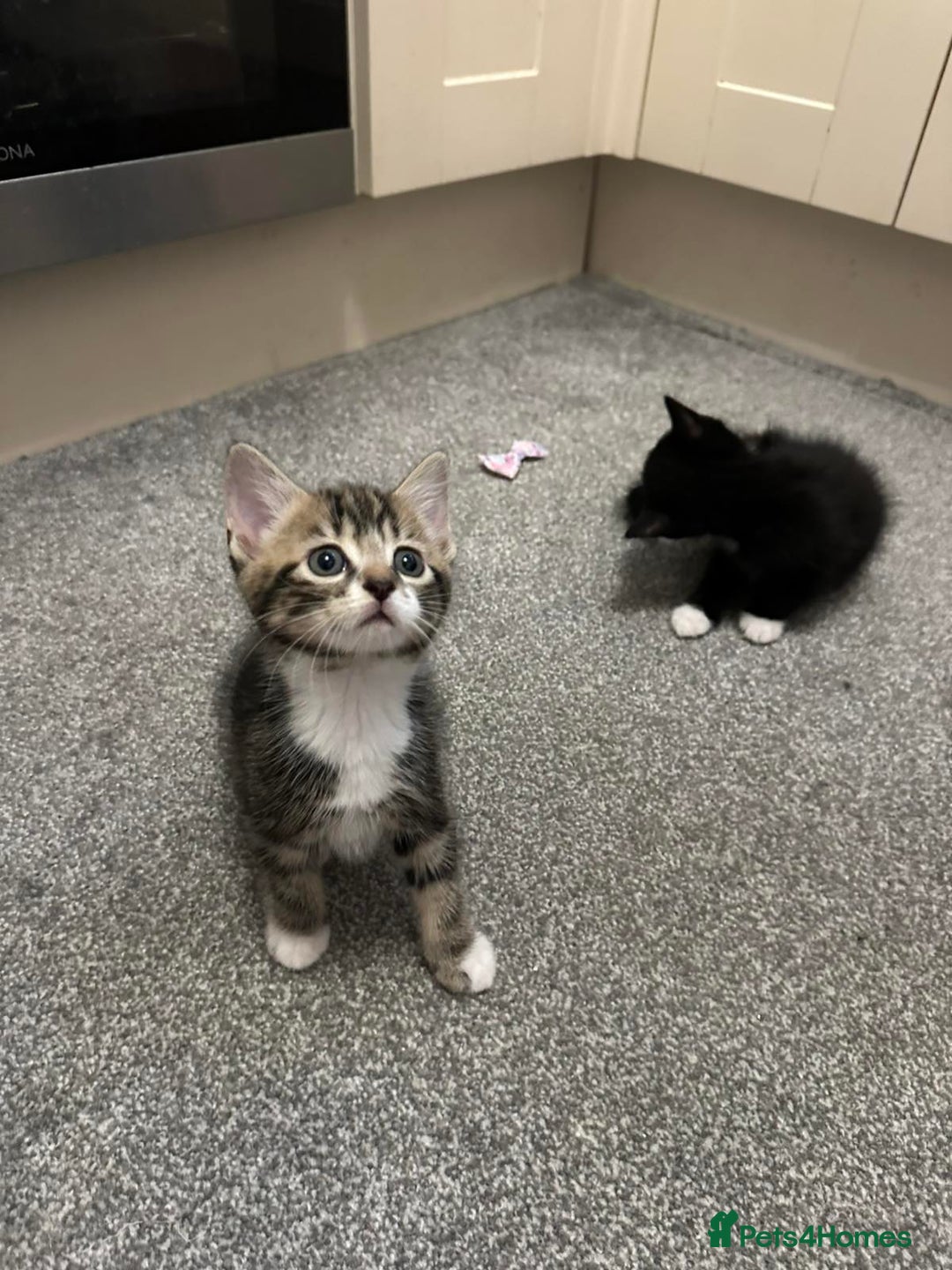 British Shorthair cats for sale: 5 cute cats  - Image 2