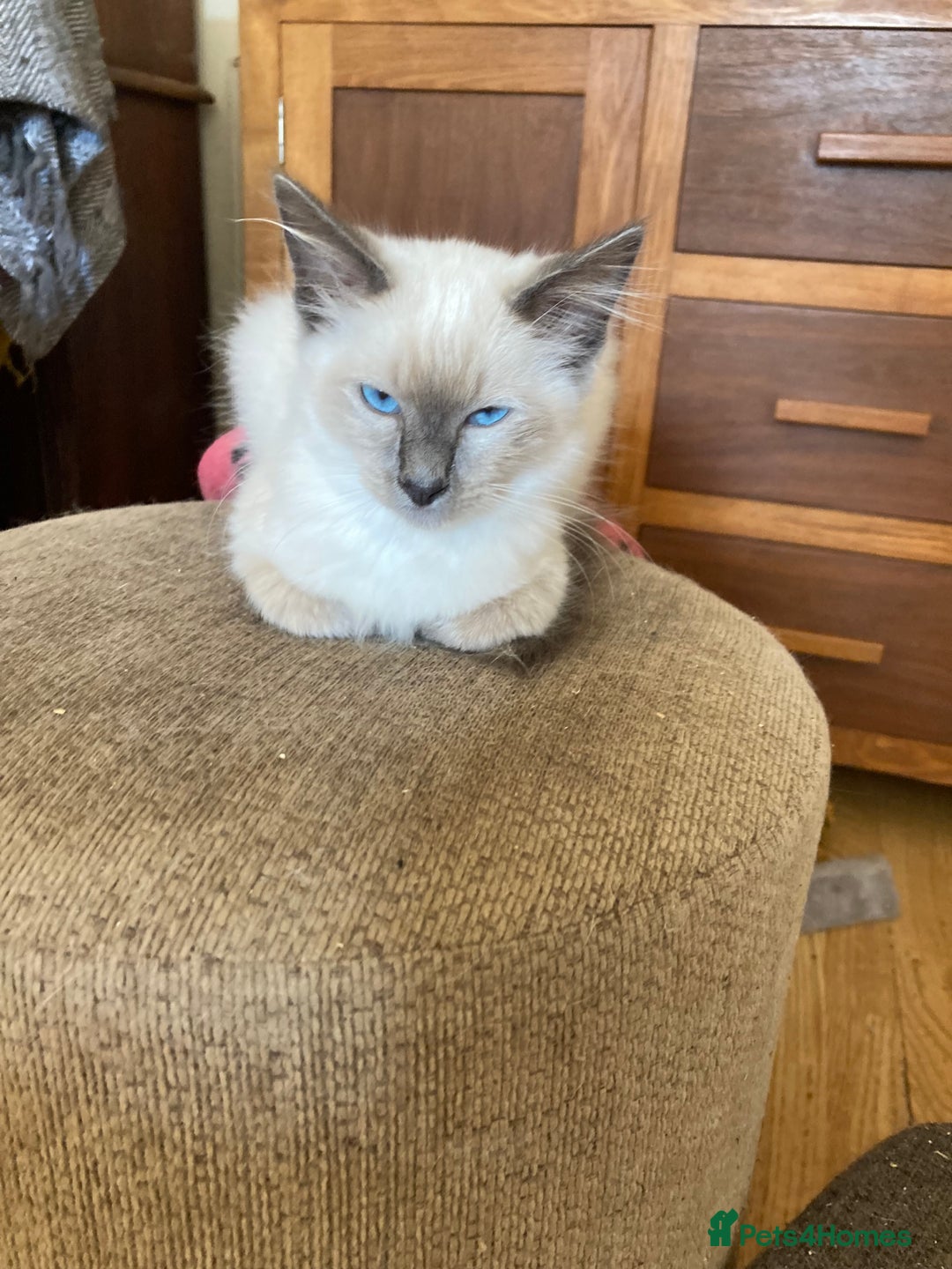 Ragamese cats for sale: Two lovely ragamise boy kittens  - Image 4