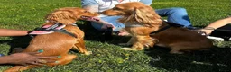 Cocker Spaniel dogs for sale: Cocker Spaniel Puppies – 5 Girls & 1 Boy 🐾 - Advert 8