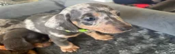 Dachshund dogs for sale: 9 amazing dapple dachshund puppys  - Advert 14