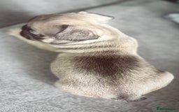 French Bulldog dogs for sale: French bulldog  - Image 13