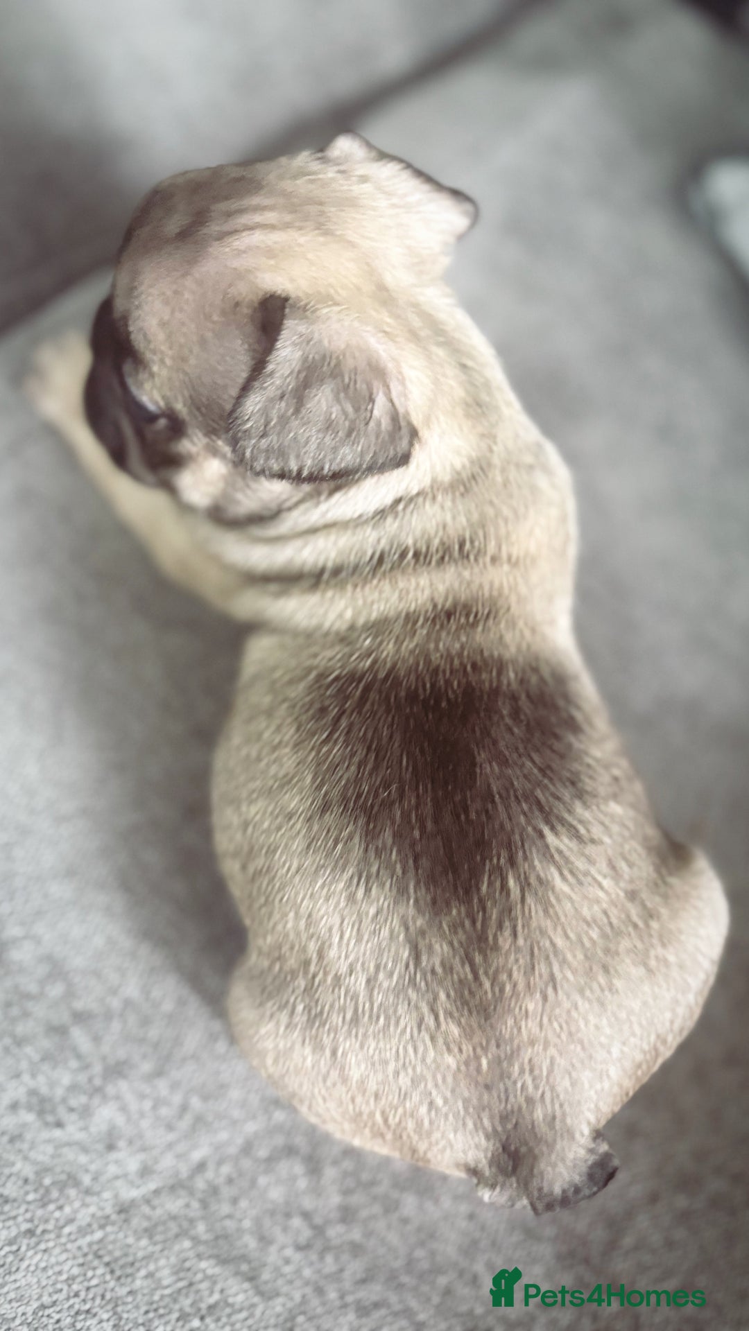 French Bulldog dogs for sale: French bulldog  - Image 13