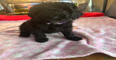Toy Poodle dogs - Advert 1