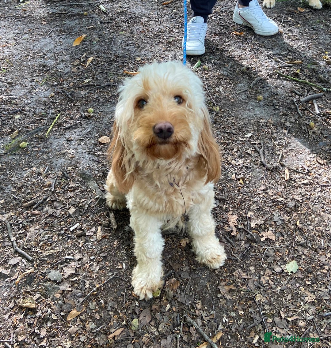Golden Retriever dogs for sale: Beautiful field retriever x mini poodle Puppies  - Advert 2