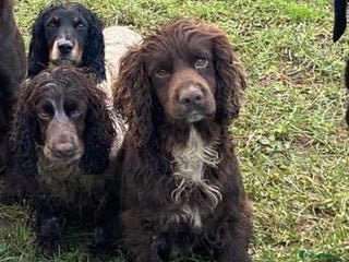 Cocker Spaniel dogs in Pickering - Advert 25