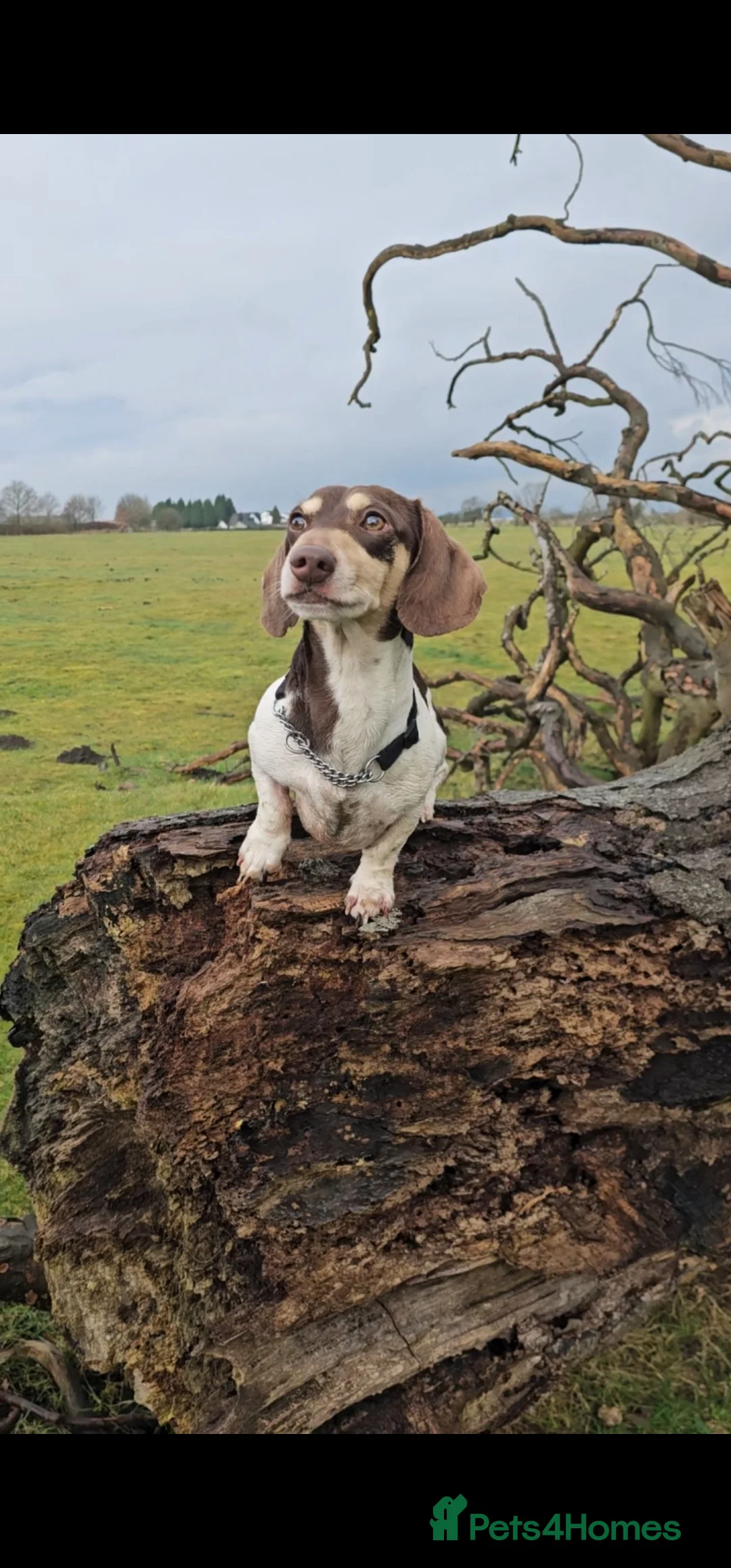 Miniature Dachshund dogs for stud: Piebald miniature Dachshund kc registered  in Blackburn - Advert 7