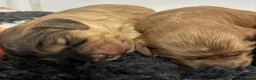 Cockapoo dogs for sale: 🌟 Superb F1 Cockapoo puppies 🌟 - Advert 10