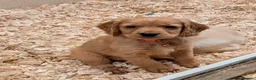 Mixed Breed dogs for sale: Golden spaniel  - Advert 8