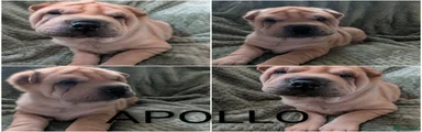 APOLLO