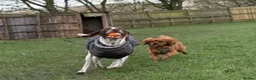 Cavalier King Charles Spaniel dogs for stud: Stud:Ruby 16 month King Charles Cavalier   - Advert 9