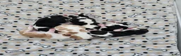 Cavalier King Charles Spaniel dogs for sale: MRI scanned parents fullY health tested - Advert 5
