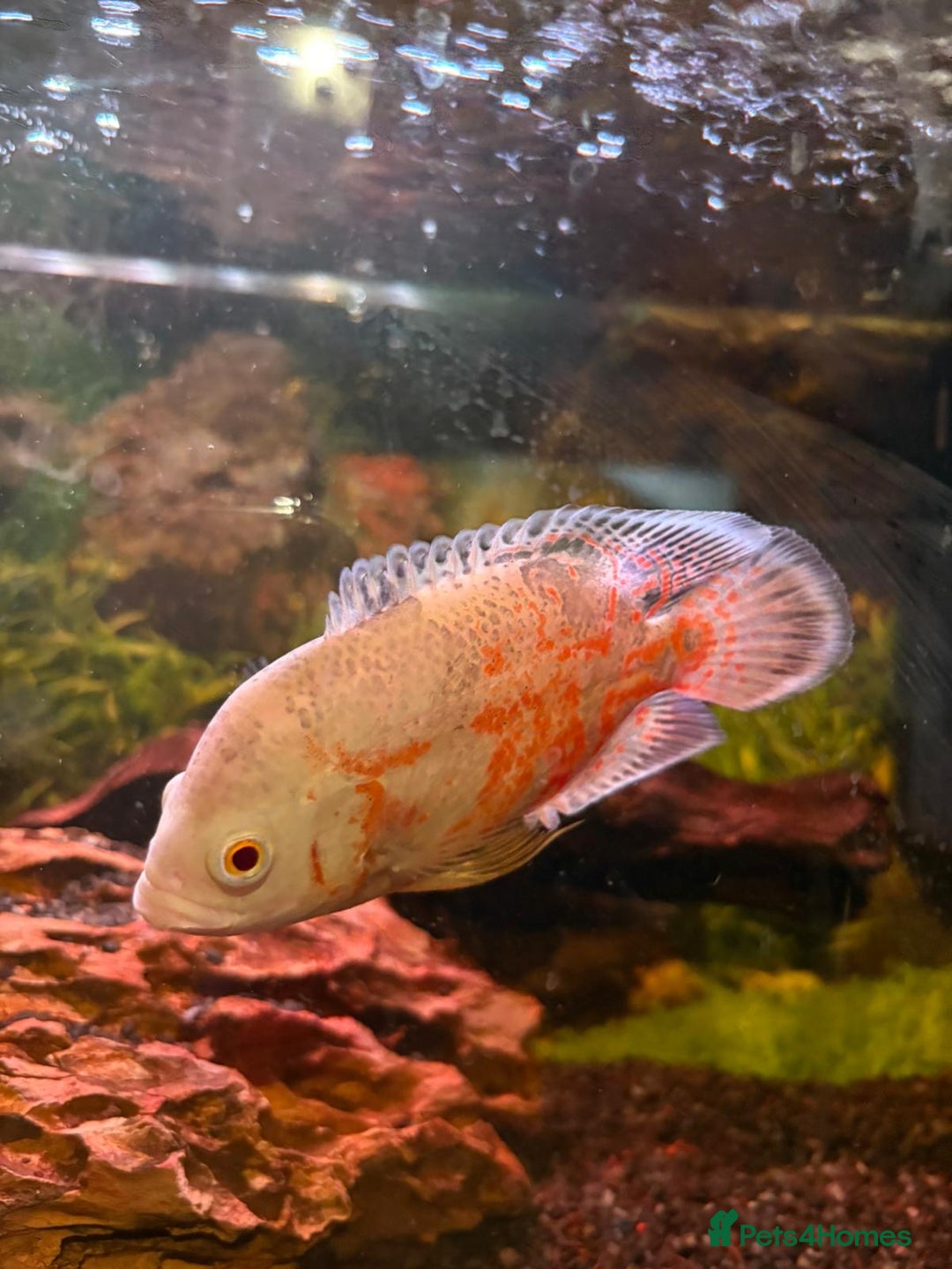 Cichlids fish for sale: 3 Oscars, 1 Cuban Cichlid - Image 8
