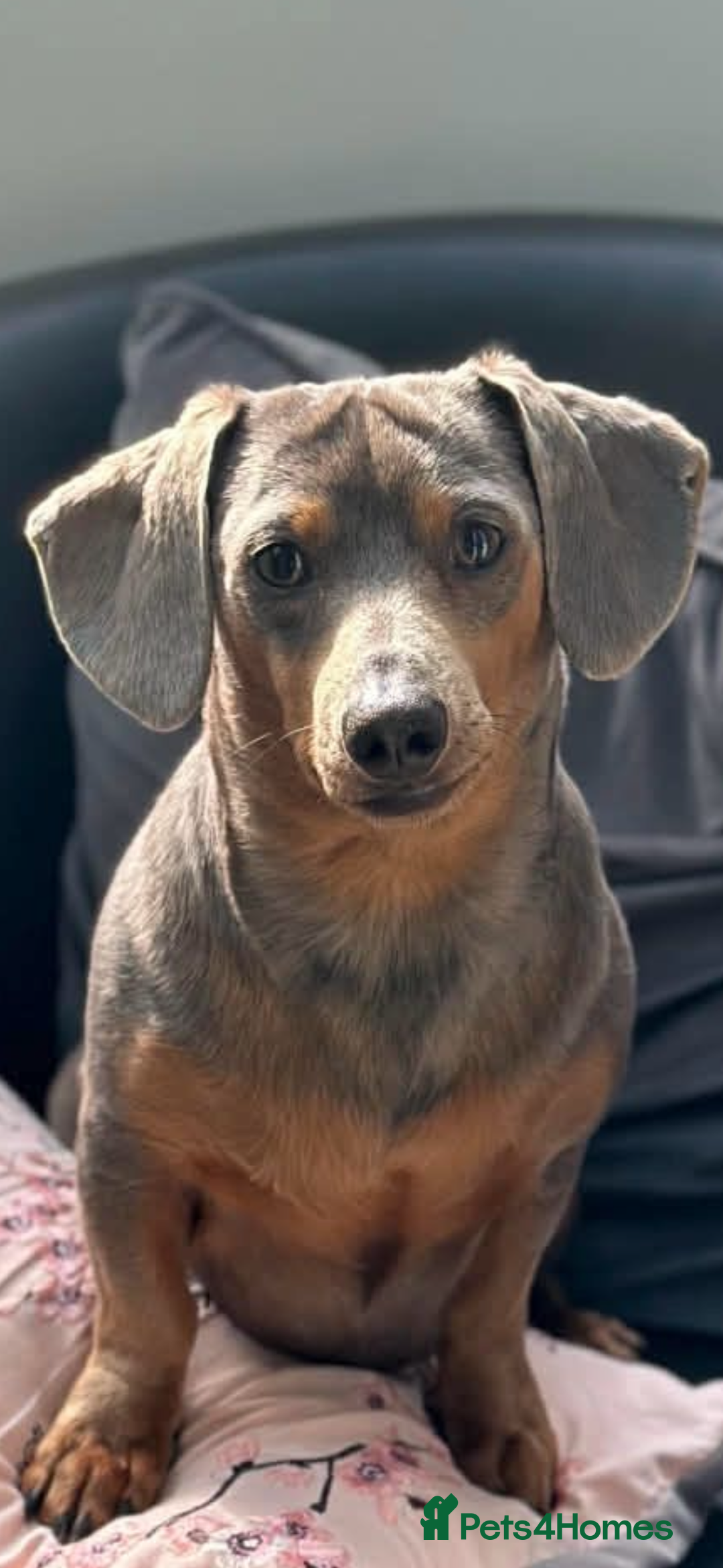 Miniature Dachshund dogs for sale: Miniature dachshund puppies forsale - Advert 4