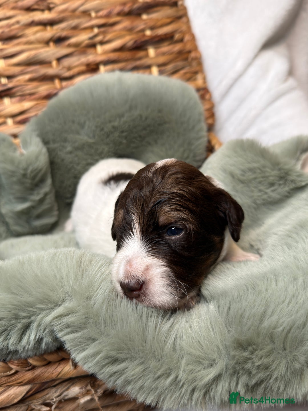 Bernedoodle dogs for sale: Miniature Bernedoodle Puppies - Image 27
