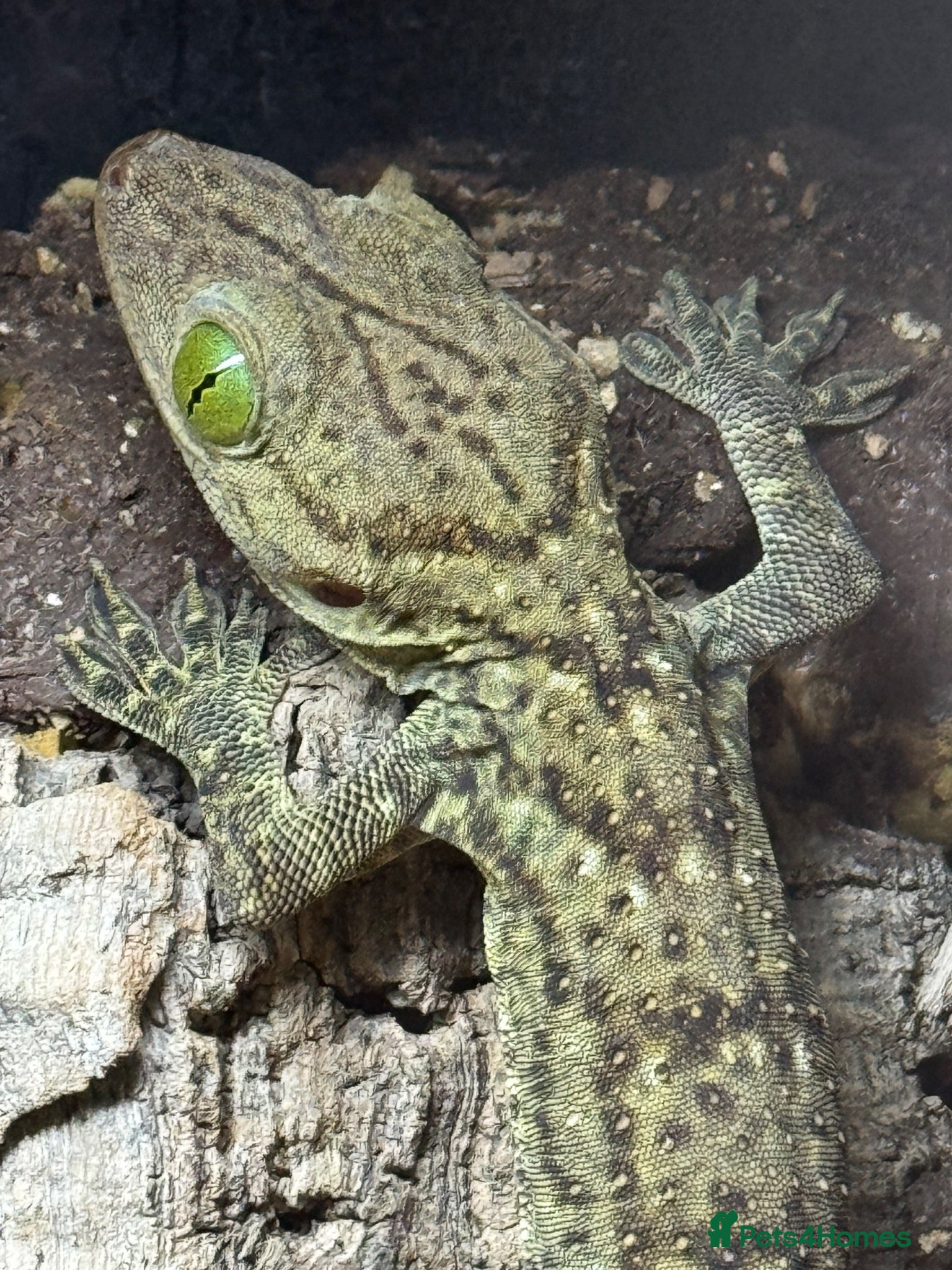 Gecko reptiles Smiths Green Eyed Gecko - Advert 1