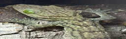 Gecko reptiles for sale: Smiths Green Eyed Gecko - Advert 1