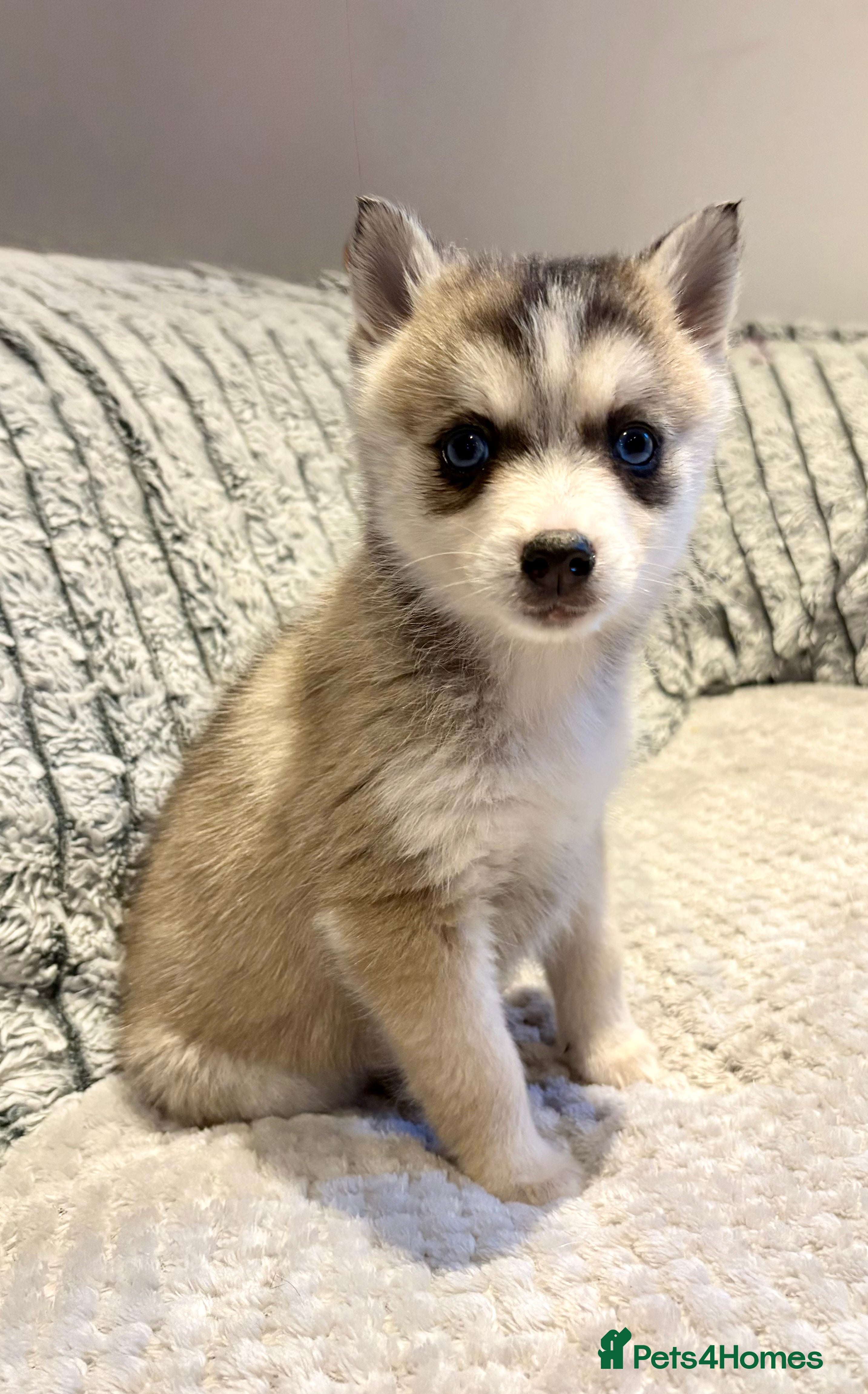 Pomsky dogs F3 pomsky puppies (Mini husky) - Advert 1