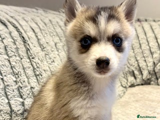Pomsky dogs F3 pomsky puppies (Mini husky) - Advert 4