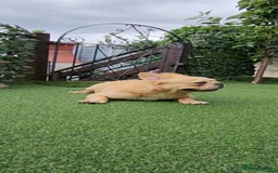 French Bulldog dogs for sale: French bulldog male - Image 9