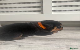 Rottweiler dogs for sale: Rottweiler puppies for sale - Image 12
