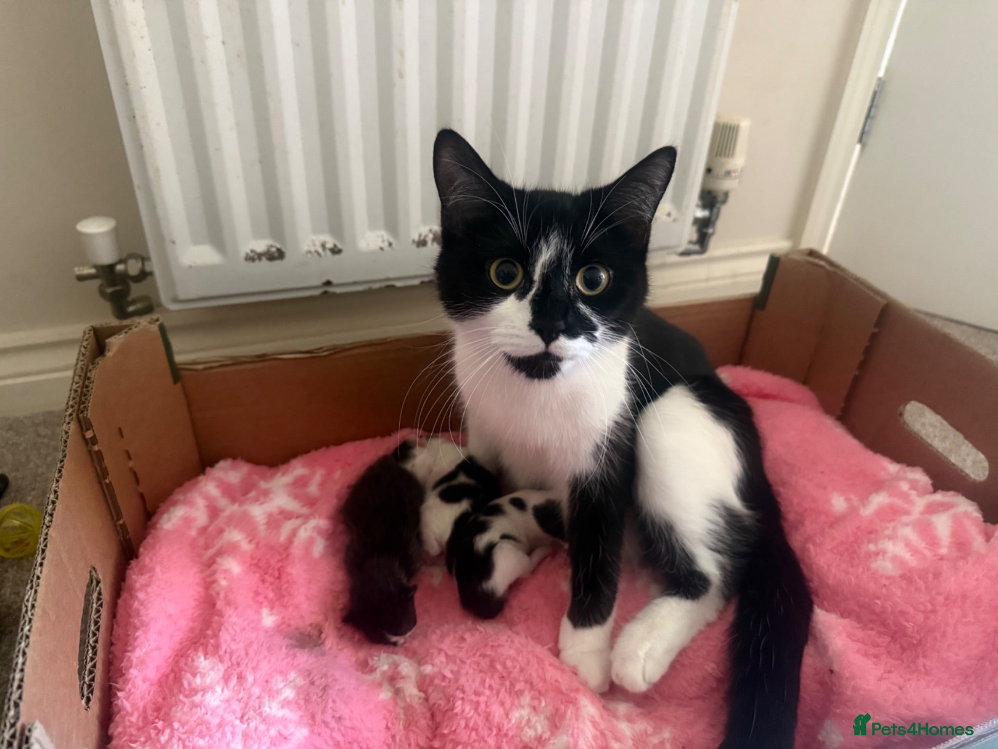Mixed Breed cats Kittens for sale - Advert 1