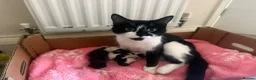 Mixed Breed cats for sale: Kittens for sale - Advert 1