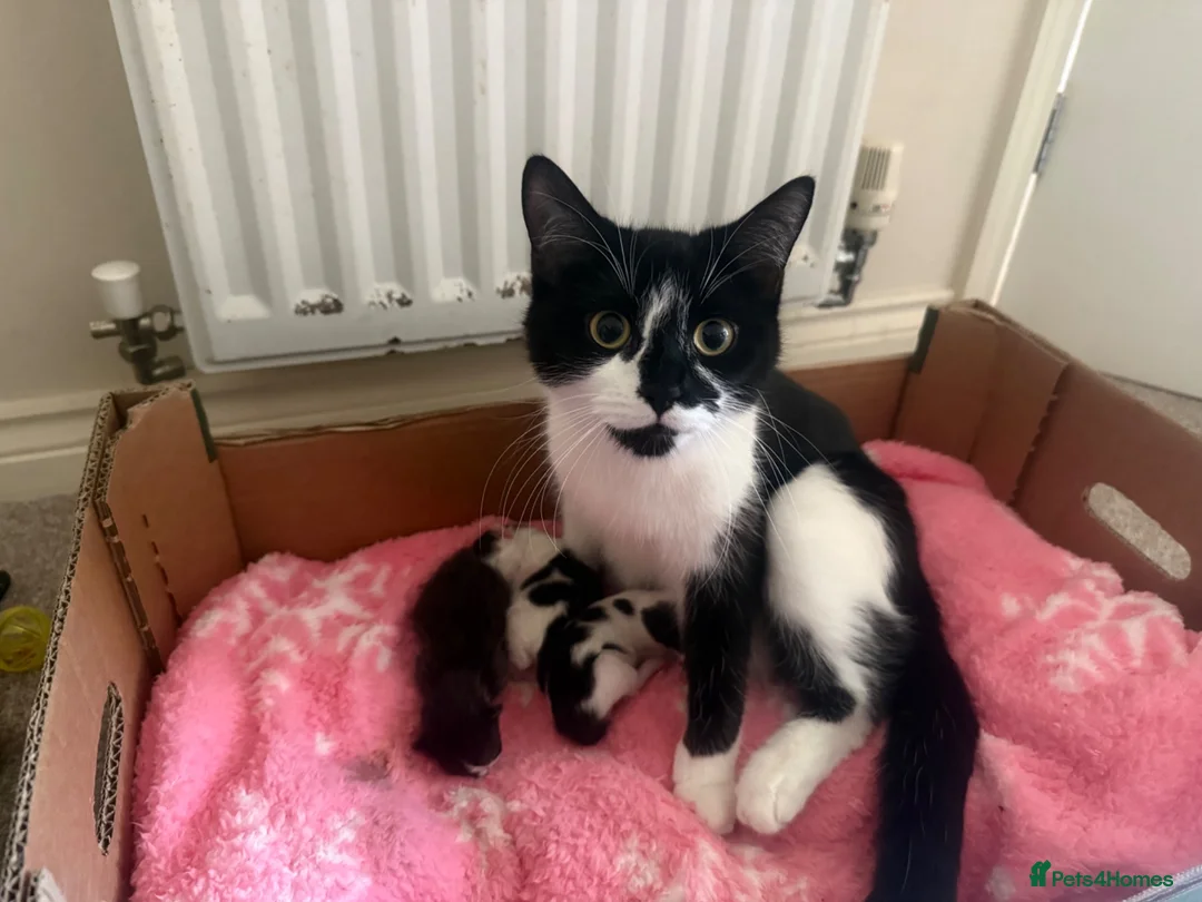 Mixed Breed cats for sale: Kittens for sale - Advert 1