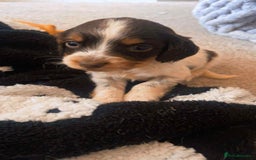 Cocker Spaniel dogs for sale: 6 gorgeous cockerspaniel puppy’s  - Image 7