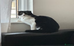 Scottish Fold cats for sale: Scottish fold (half) - Image 8