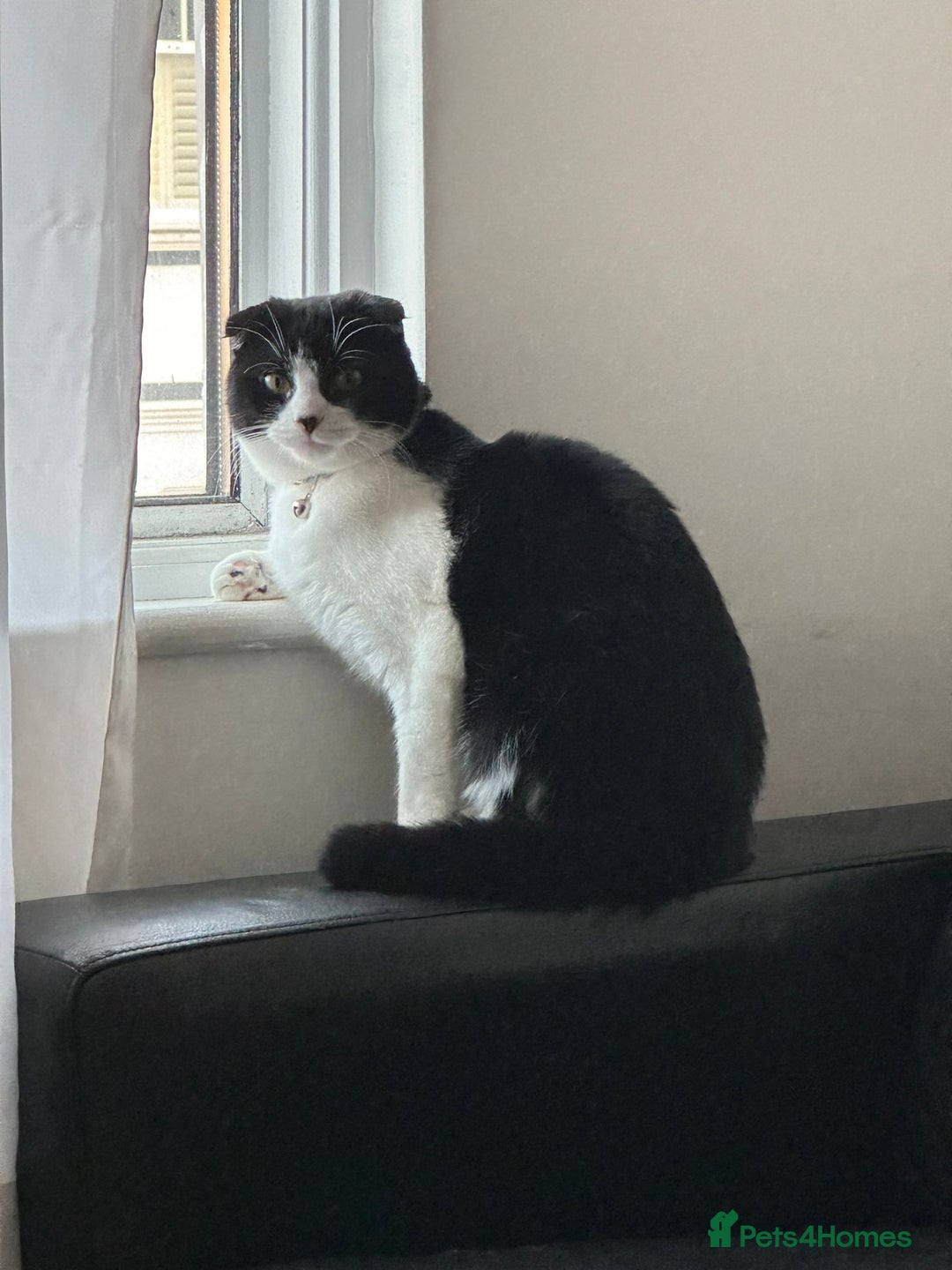 Scottish Fold cats for sale: Scottish fold (half) - Image 8