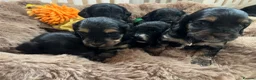 Cockapoo dogs for sale: Beautiful f1 Cockapoo puppies  - Advert 11