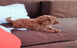 Toy Poodle dogs for sale: Toy poodle EU passports  - Image 7
